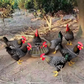 🐓Nagy kapacitású kerek baromfi etetővályú